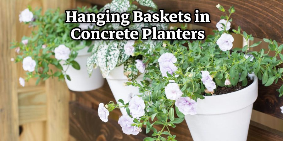 Hanging Baskets in Concrete Planters