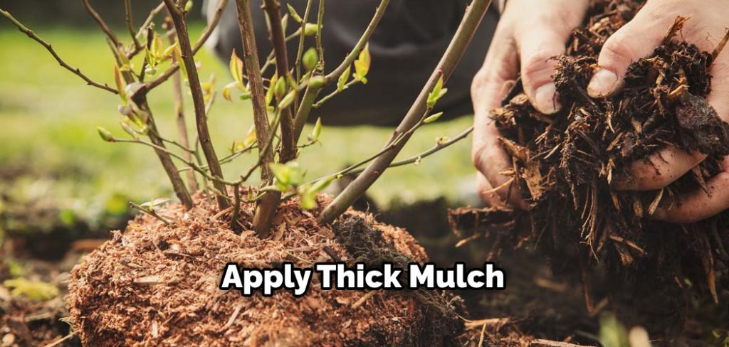 Apply Thick Mulch