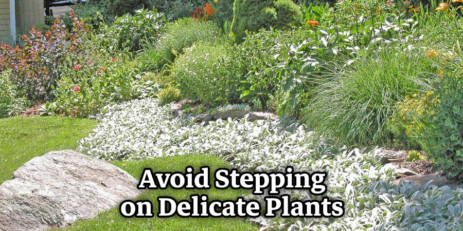 Avoid Stepping on Delicate Plants