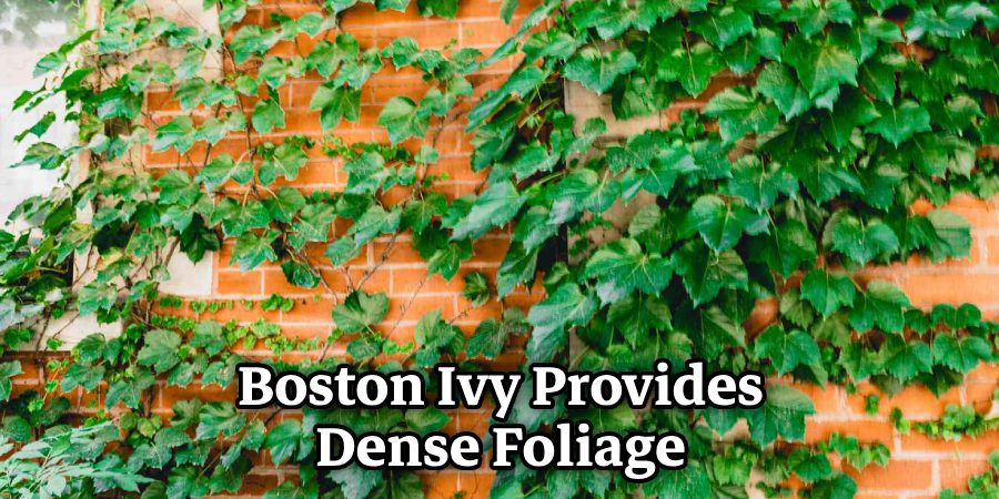 Boston Ivy Provides Dense Foliage