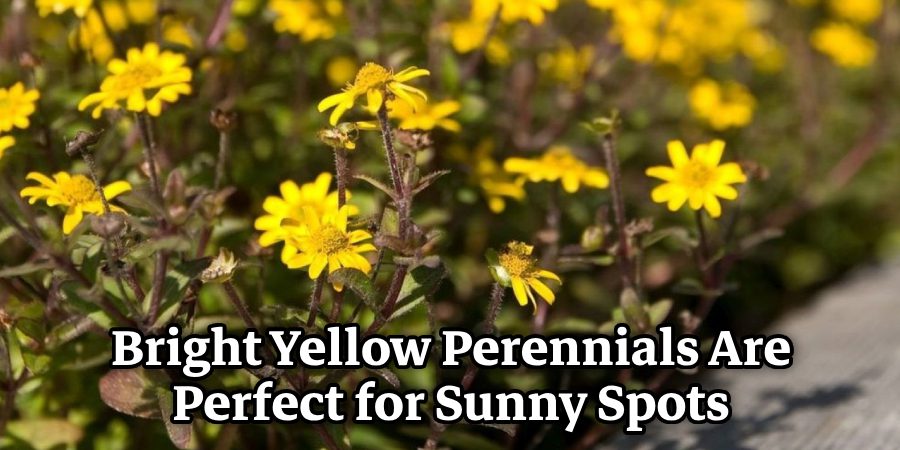 Bright Yellow Perennials Are Perfect for Sunny Spots