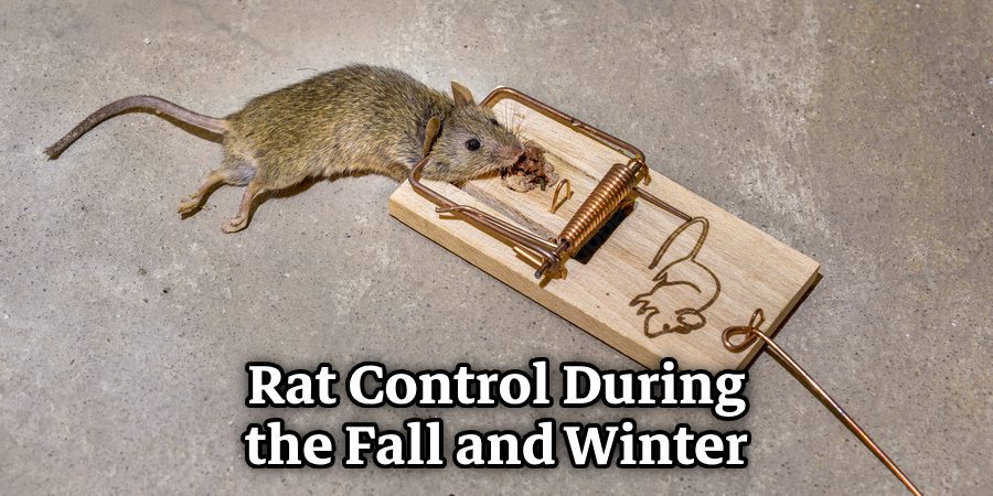 Rat Control During the Fall and Winter