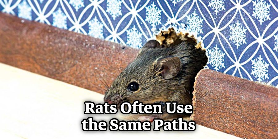 Rats Often Use the Same Paths