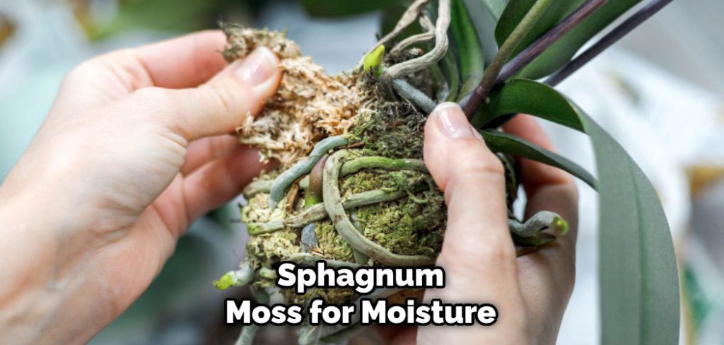 Sphagnum Moss for Moisture