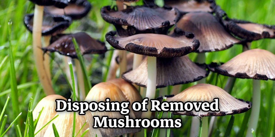 Disposing of Removed Mushrooms