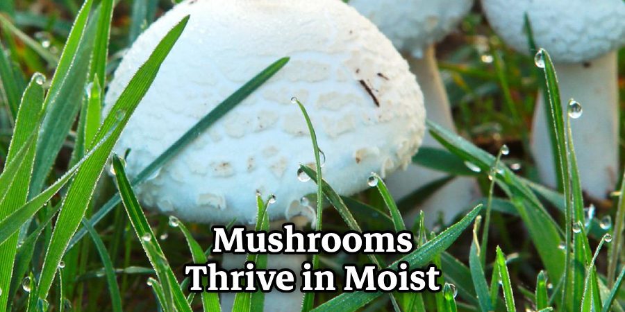 Mushrooms Thrive in Moist