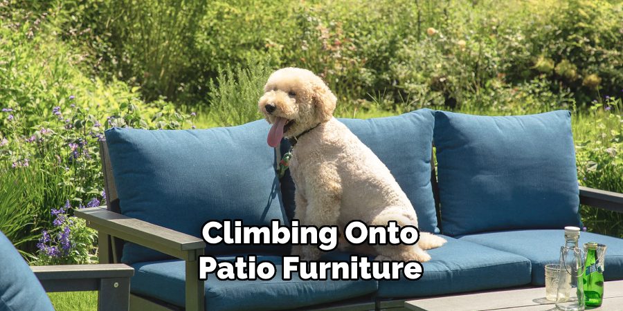 Climbing Onto
Patio Furniture