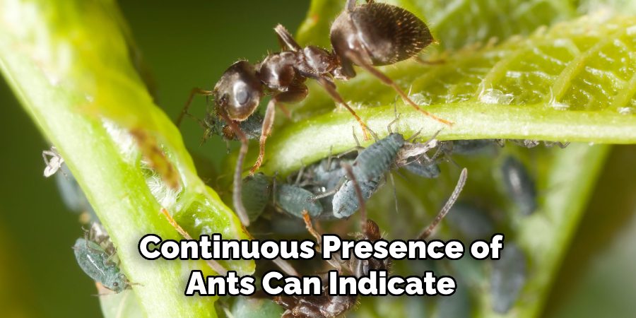 Continuous Presence of Ants Can Indicate