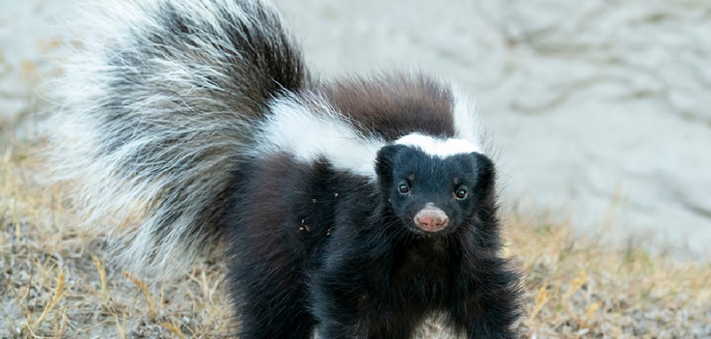 How to Get a Skunk Out of Your Garage