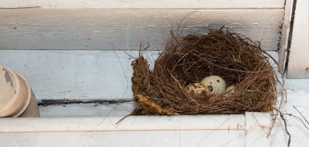 How to Keep Birds From Nesting on Your Porch