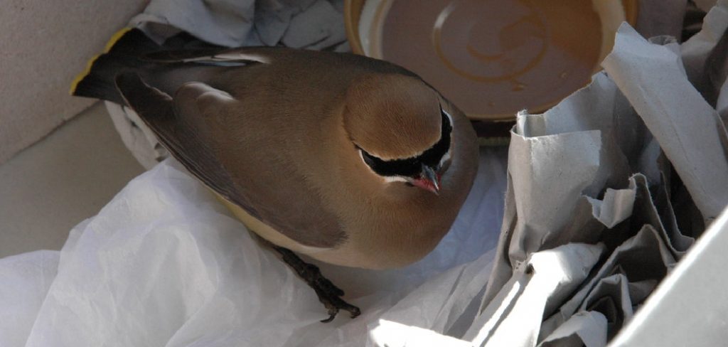 How Do I Keep Birds Off My Patio