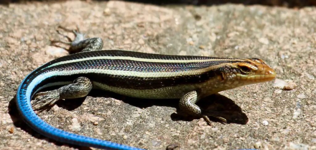 How to Get Rid of Lizards on Patio