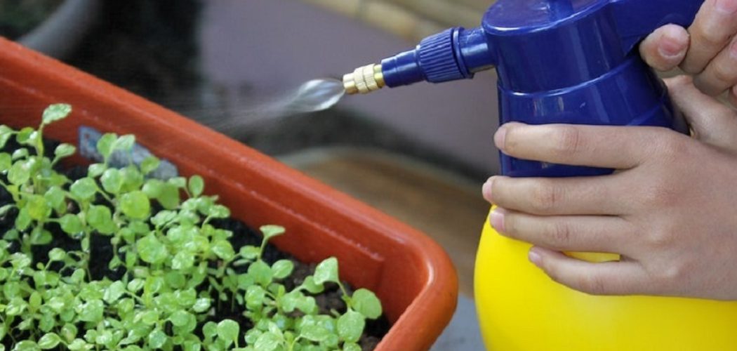 How to Get Rid of Patio Weeds
