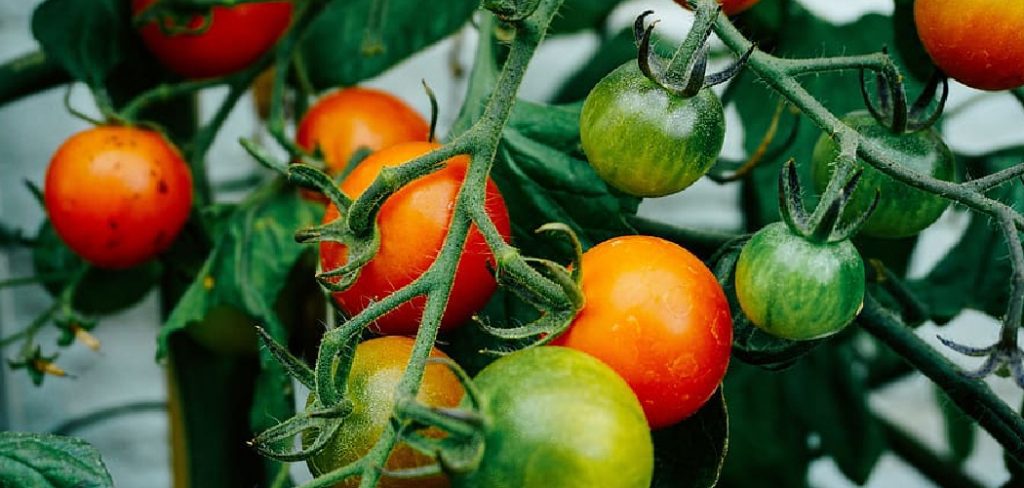 How to Grow Patio Tomatoes