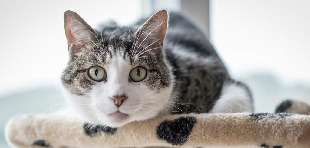 How to Keep Cats Off Patio Furniture
