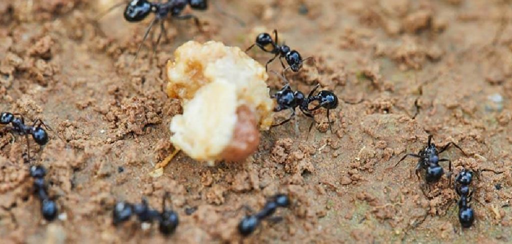 How to Keep Pest Out of Garden