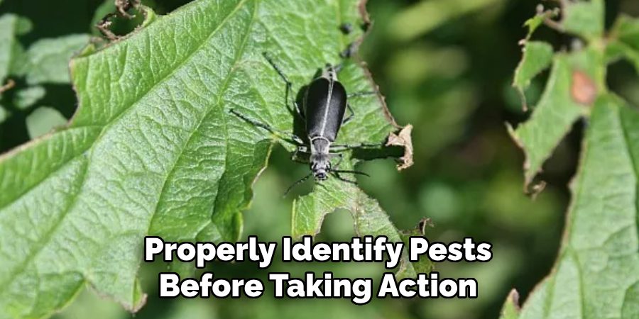 Properly Identify Pests Before Taking Action