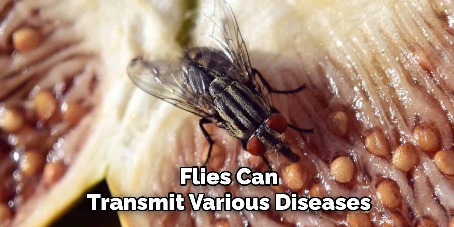 Flies Can
Transmit Various Diseases