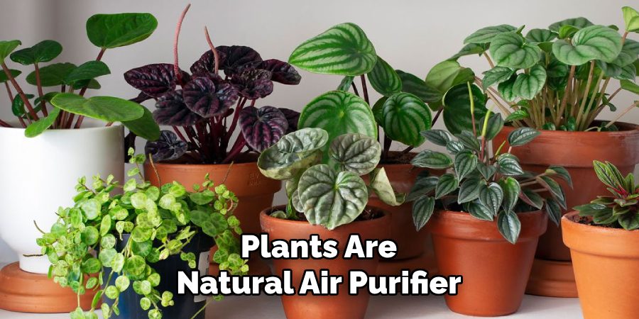 Plants Are
Natural Air Purifier