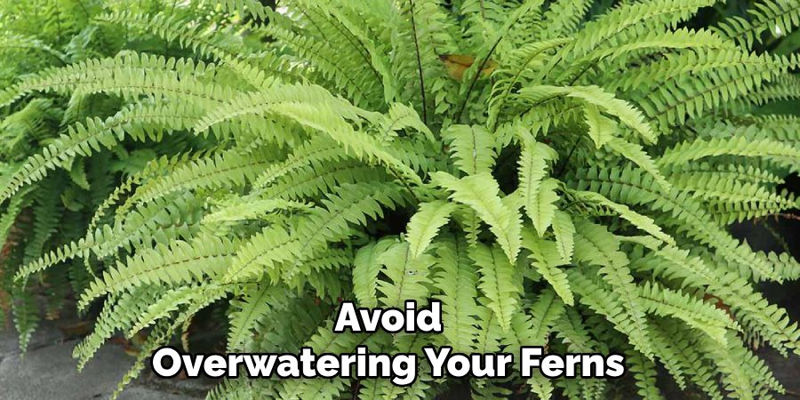 Avoid
Overwatering Your Ferns