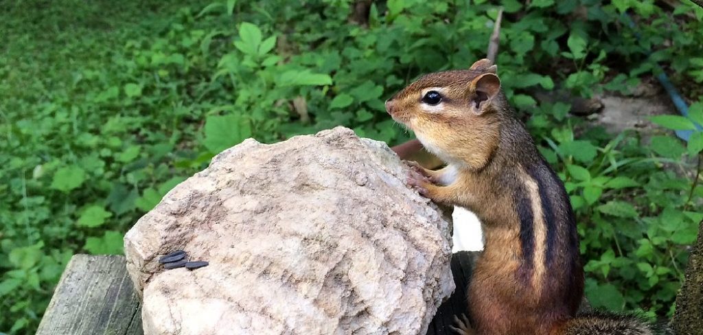 How to Get Rid of Chipmunks in Garage