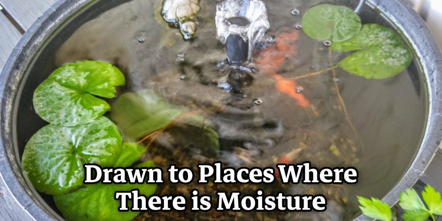 Drawn to Places Where There is Moisture