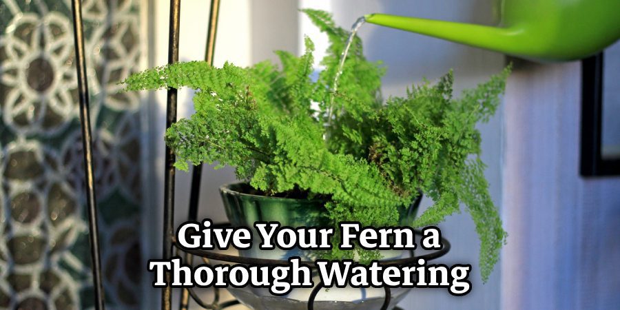 Give Your Fern a Thorough Watering