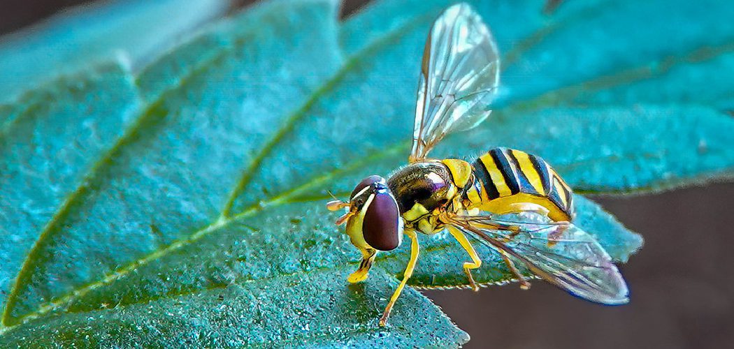 How to Get Rid of Hovering Flies on Patio 10 Steps (2024)