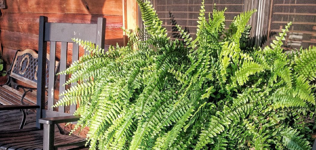 How to Hang Ferns on Front Porch