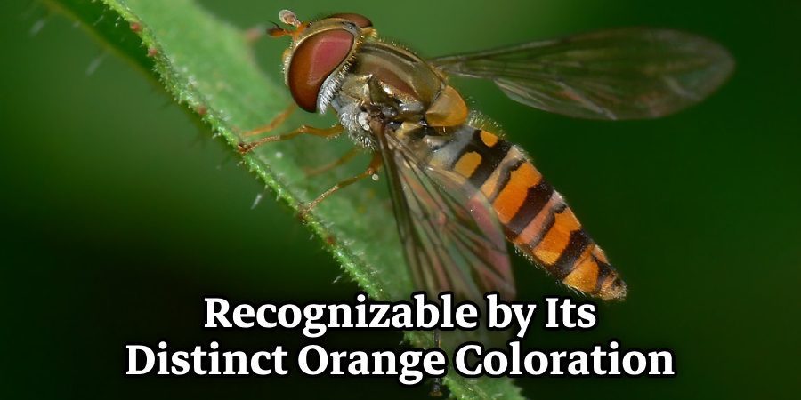 Recognizable by Its Distinct Orange Coloration