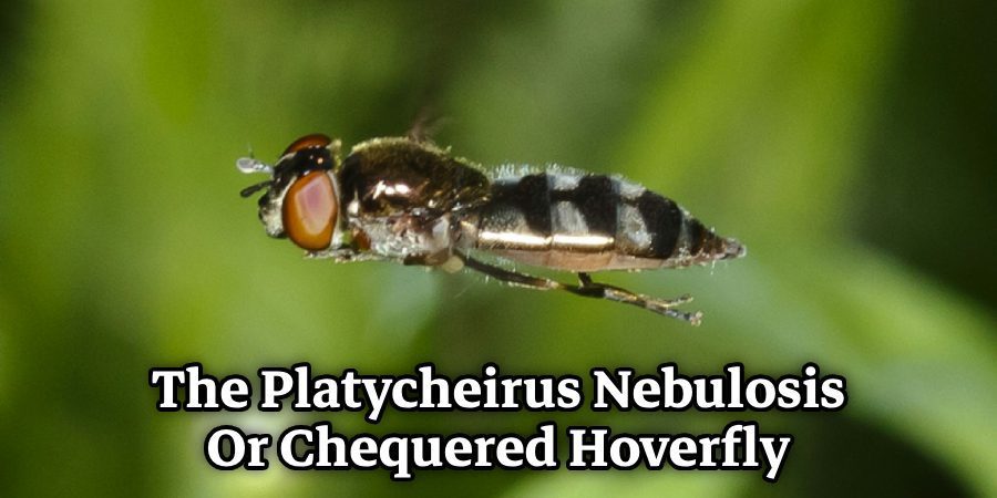 The Platycheirus Nebulosis, or Chequered Hoverfly