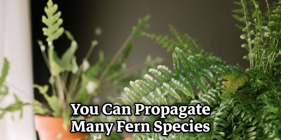 You Can Propagate Many Fern Species