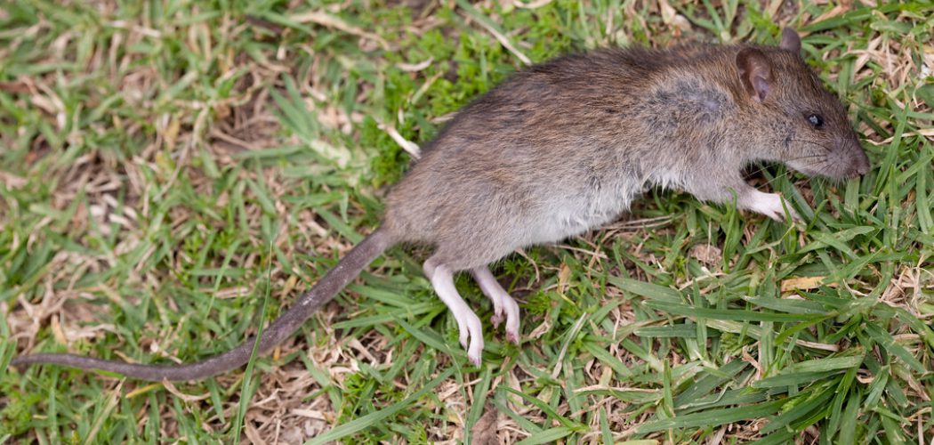 How to Get Rid of Outdoor Rats